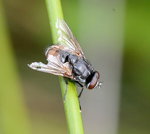 Réf. 264 622 : Musca autumnalis